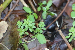 Galium aparine