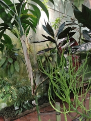 Chamaedorea oblongata