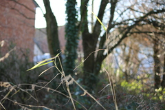 Phragmites australis