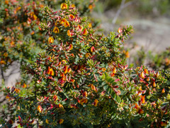 Eutaxia myrtifolia