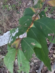 Lagerstroemia subcostata