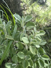 Helichrysum lepidissimum