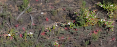 Androcalva crispa