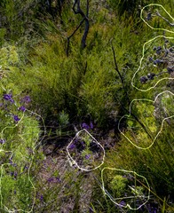 Petrophile divaricata