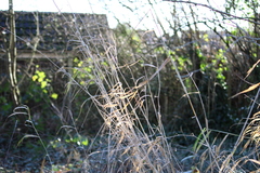 Phragmites australis