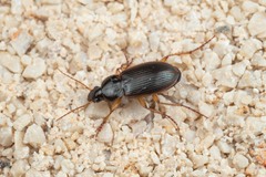 Calathus circumseptus