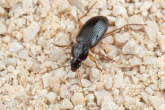 Calathus circumseptus