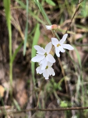 Lithophragma heterophyllum