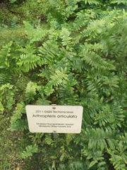 Arthropteris articulata