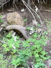 Lithophragma heterophyllum