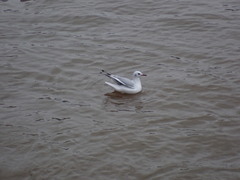 Chroicocephalus ridibundus