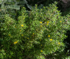 Hibbertia furfuracea