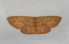 Perixera absconditaria