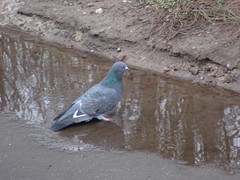 Columba livia domestica