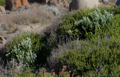 Olearia axillaris