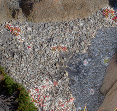 Calandrinia brevipedata