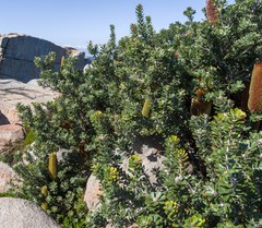 Banksia praemorsa