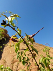 Strophanthus amboensis image