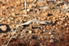 Aristida latifolia