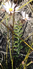 Athrixia heterophylla heterophylla