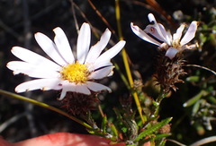 Athrixia heterophylla heterophylla