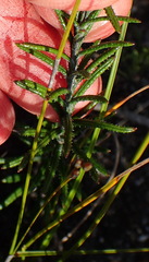 Athrixia heterophylla heterophylla