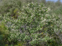 Spyridium globulosum