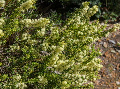 Acacia littorea