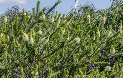 Melaleuca microphylla
