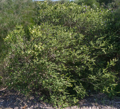 Melaleuca microphylla