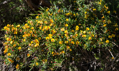 Bossiaea eriocarpa