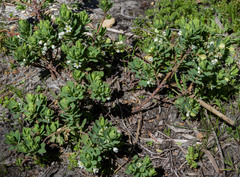 Phyllanthus calycinus