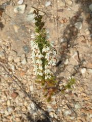 Erica intermedia intermedia