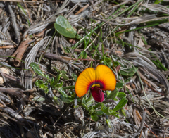 Isotropis cuneifolia