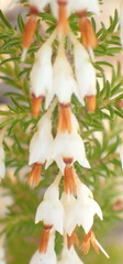 Erica intermedia intermedia