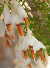 Erica intermedia intermedia
