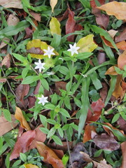 Richardia grandiflora