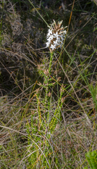 Lysinema pentapetalum