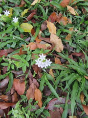 Richardia grandiflora