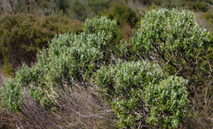 Olearia axillaris