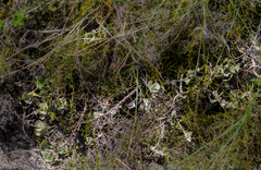Adenanthos cuneatus