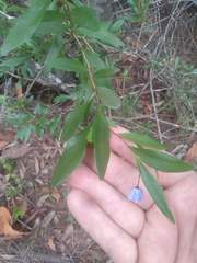 Billardiera heterophylla