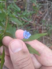 Billardiera heterophylla