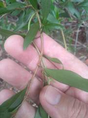 Billardiera heterophylla