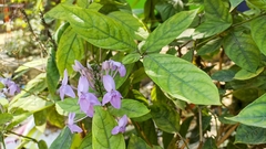 Pseuderanthemum graciliflorum