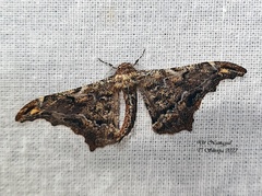 Hyposidra violescens