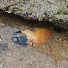 Myomenippe hardwickii