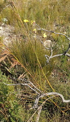 Bobartia macrospatha macrospatha