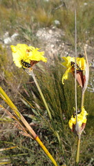 Bobartia macrospatha macrospatha