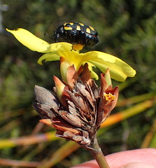 Bobartia macrospatha macrospatha